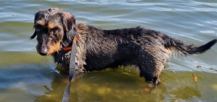 Nora