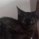 Bibi