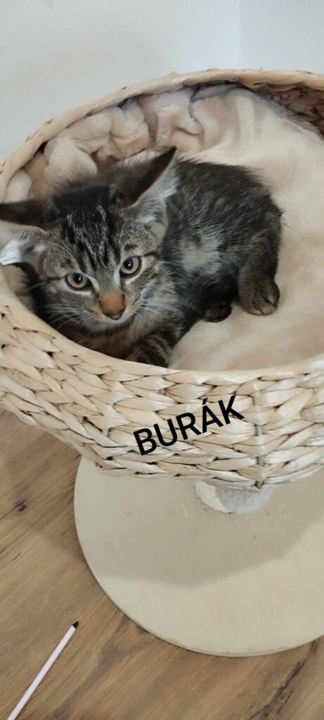 Burák