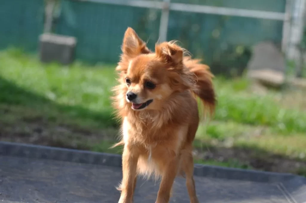 Bolek