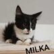 Milka
