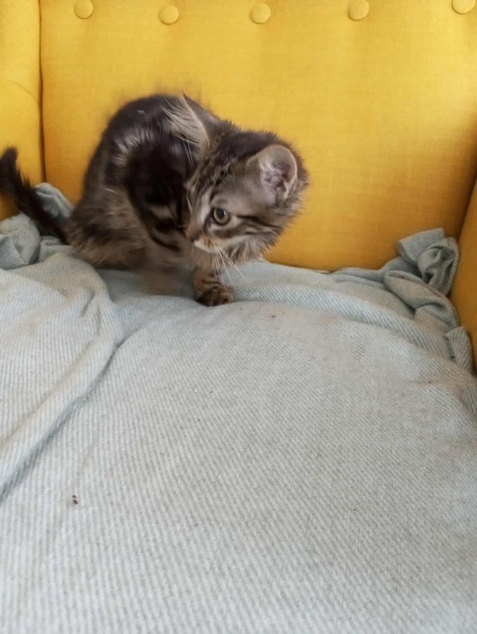 Emilka