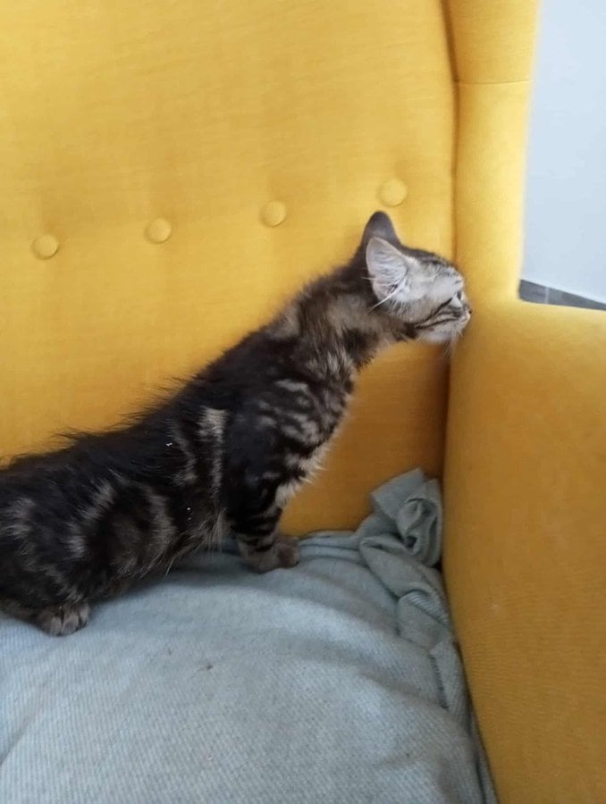 Emilka
