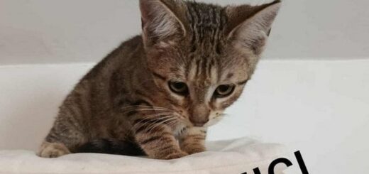 Mici