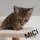 Mici