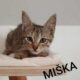 Miška