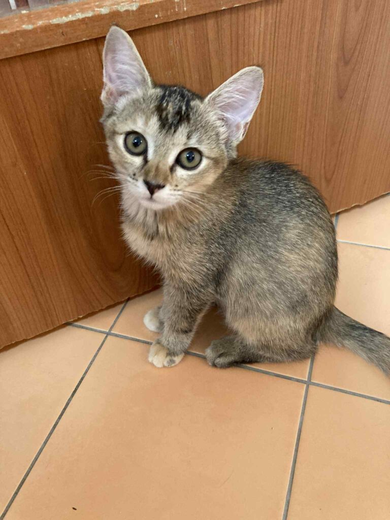 Bubu