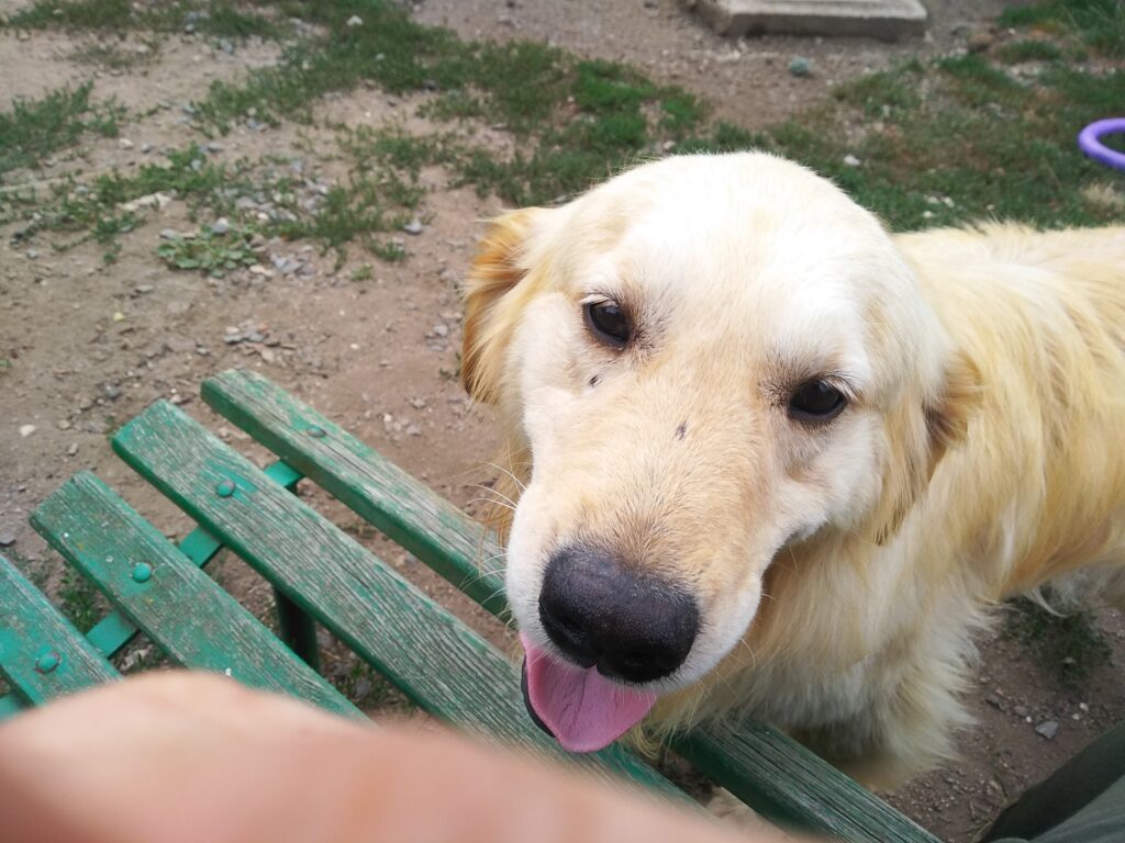 Fanda
