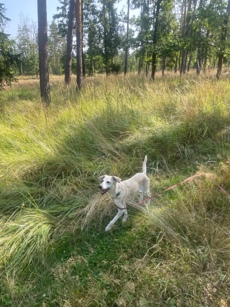 Lucinka