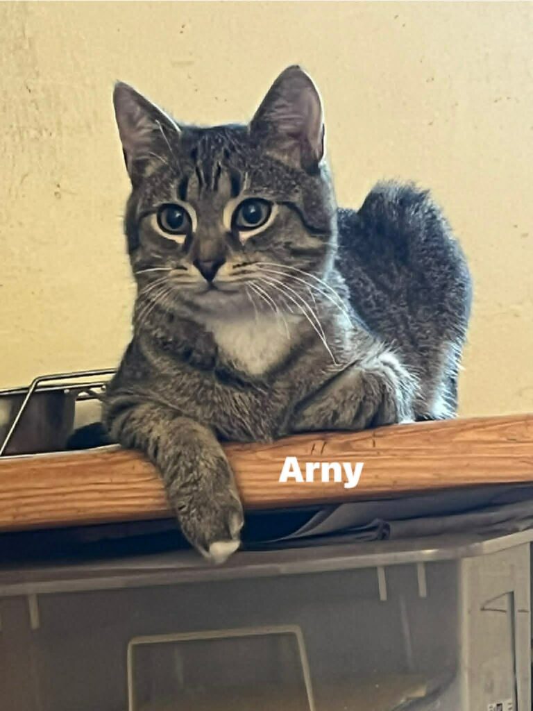 Arny
