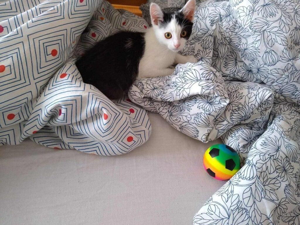 Micinka
