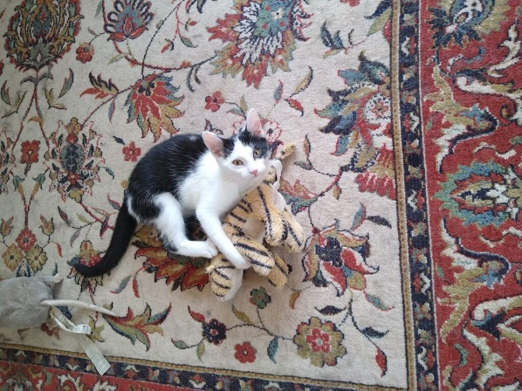 Micinka