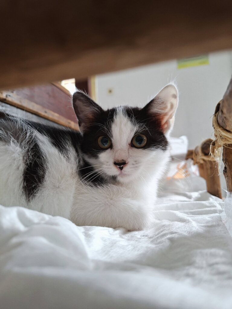 Miška