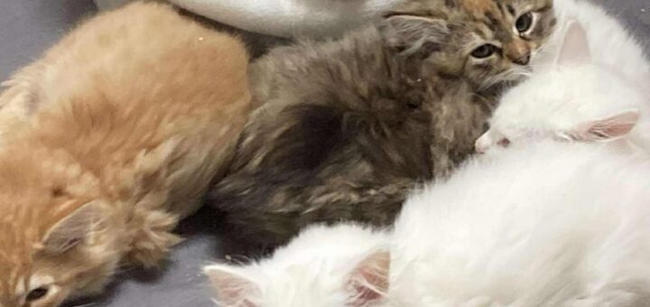 koťátka_chatová oblast u Mníšku pod Brdy