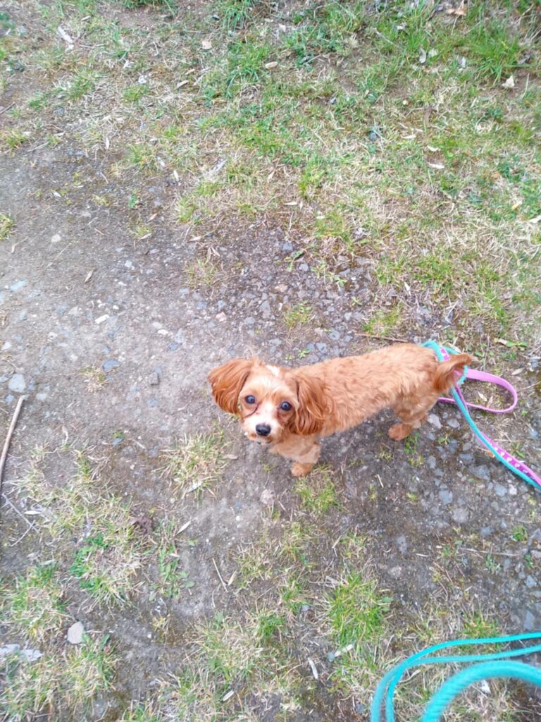 Prófa