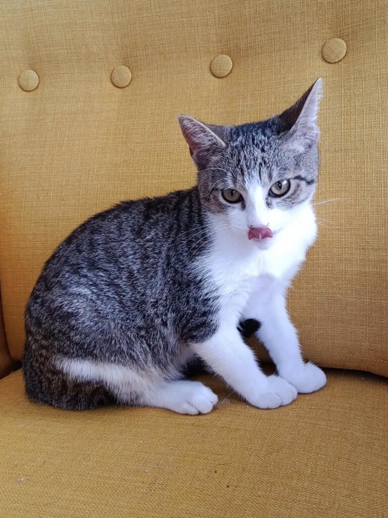 Fíla