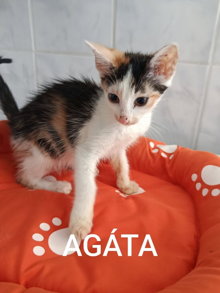 Agáta