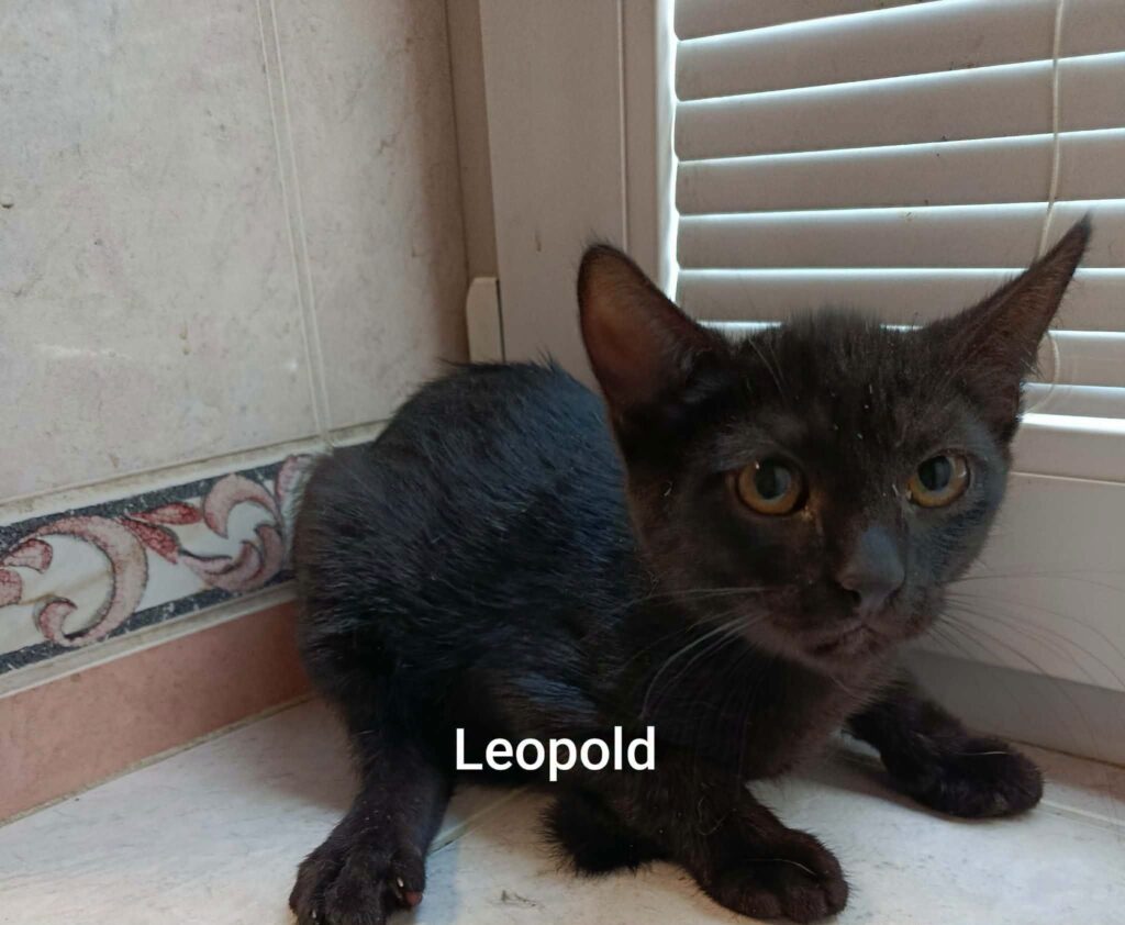 Leopold