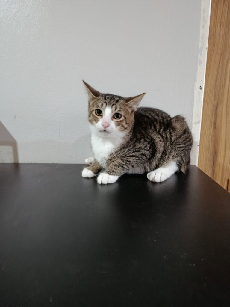 Leoš