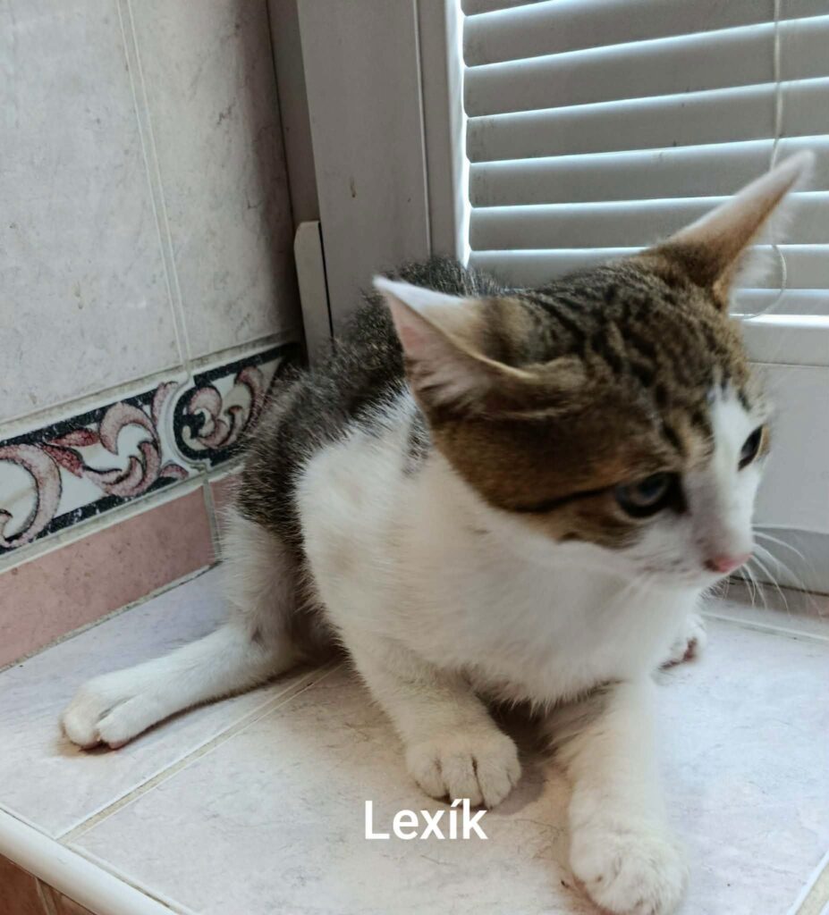 Lexík