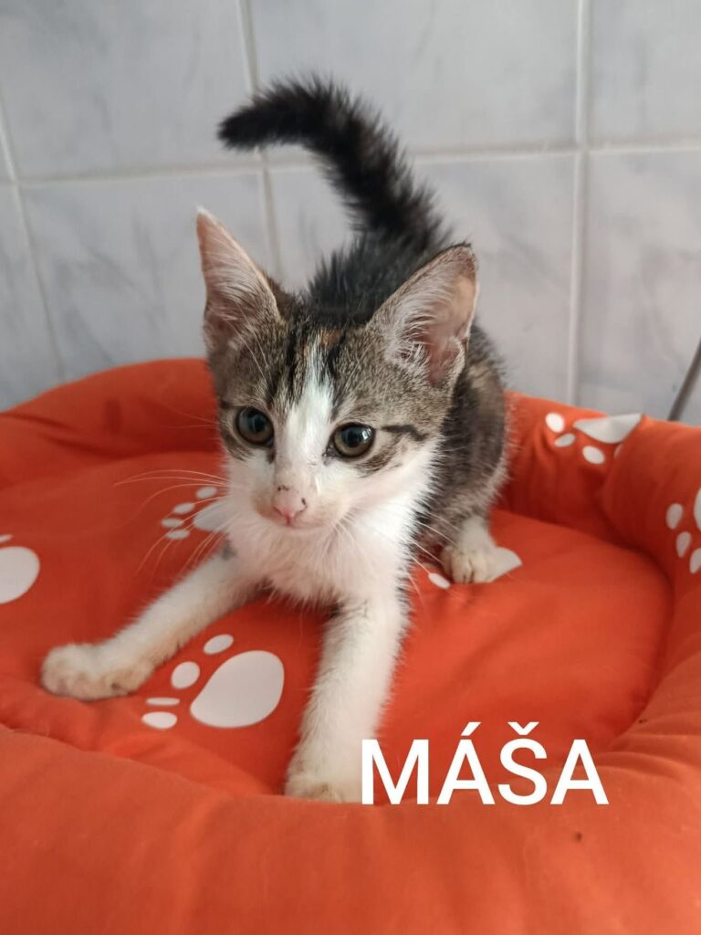 Máša