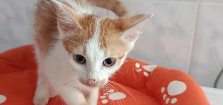 Rudla
